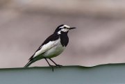 ZOO_5148.jpg