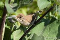 2006_0722Sylvia_borin1133