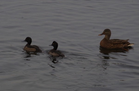 ��������� ����� ����������� ����� ������������� ���� �� ����� ������ � ��� 