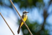 ���������� ����������� ������ (Tyrannus albogularis)