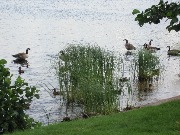 ��������� ������� (Branta canadensis). Savonlinna, 2014.
