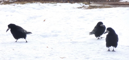 �����-2013, ���� �� ����. 10 �����