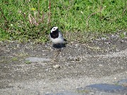 DSC04550.JPG
