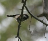 ������ ����������� (Parus cinctus)