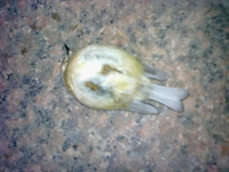 �������� ������ ���������� ����