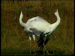 ������������� �������� �� ������