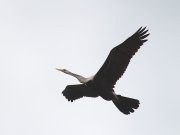 Anhinga melanogaster  Pennant, 1769	Oriental Darter
��������� ���������