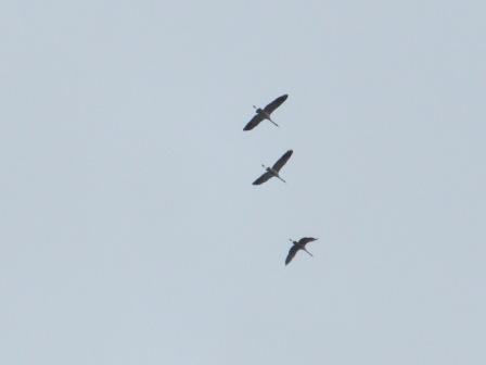 �����-2019: ���� �� ����, 28 �����