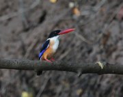 Halcyon pileata - ����������� ��������