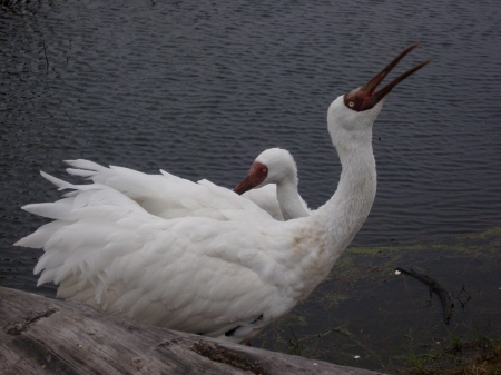 �  ���� ����������� �������