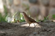 ����� ������ (Furnarius rufus)