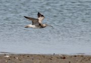 Numenius phaeopus - �������� �������