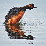 ����������� �������, Podiceps nigricollis. ���� ����, ����������� ������. 23 ��� 2017 ����.