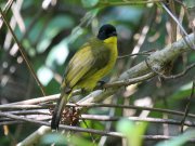 Pycnonotus melanicterus  (Gmelin, JF, 1789)	Black-capped Bulbul
�������� �����������