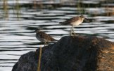 ���� (Tringa glareola)