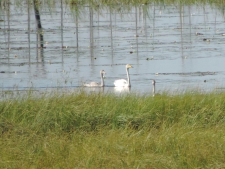 ������-������� ��������� �� ����������� � ������� ����� 95 ���