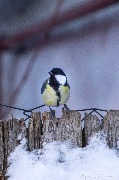 IMG_3716.jpg