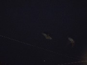 DSC01959.jpg