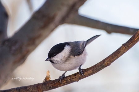 ������� ������� ������ � ������� - ���� ����������