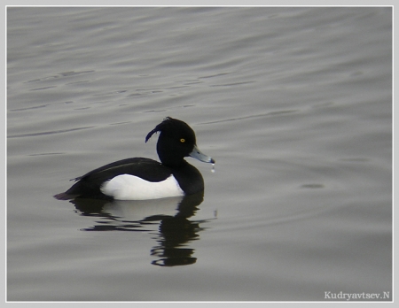 ������� ��������� ����������� � �������