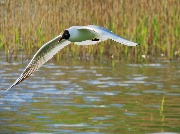 ������ �����, Larus ridibundus, ������� ��� ����� ���� ������-���������� ������ ������������ �����. ������, ������������ ����. 25 ��� 2017 ����.