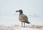 Ҹ���� ����� (Leucophaeus fuliginosus). ������� �����.