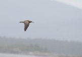 ������� �������� (Numenius phaeopus)