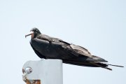 ������������ ������ (Fregata magnificens)