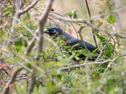 Phaenicophaeus viridirostris  (Jerdon, 1840)	Blue-faced Malkoha	������� ������������� ���������

������������ ��� ���. ����������