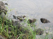 ������� �������, ����� (Mergus merganser). Hauho, 2012.