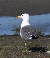 IMG_2571