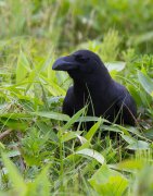 ZOO_5287.jpg