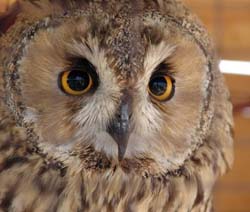 � ������������ ����-�����������  ��������� ����