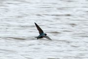 ���������� ���������������� �������� (Orochelidon murina)
