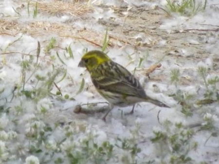 �����-2011: ���� �� ����. 4 ���