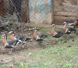 ������ ����������� �������