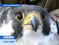   �� ���� ��������� ������-�������, ���������� ������������ �������������