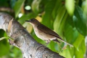 ����� ���������� (Turdus hauxwelli)