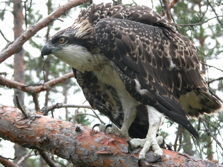 � ������� ���� � �������...