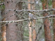 IMG_4189.JPG