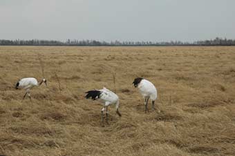 � ������������ ����� � ����� �����������