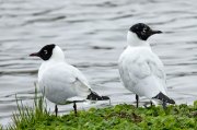 ������� ����� (Chroicocephalus serranus)