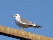 Larus