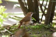 ����� ������ (Furnarius rufus)