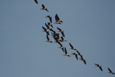 �������������� �������  2014 ���� ����� ��������  ����������� ������ ������������ ����