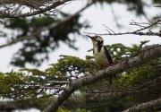 ZOO_5002.jpg