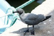 Ҹ���� ����� (Leucophaeus fuliginosus)