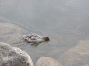IMG_9715.JPG