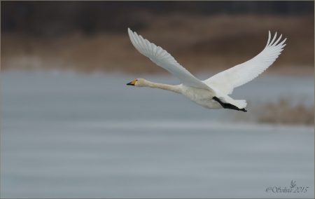 �����-2015: ���� �� ����. 26 �����