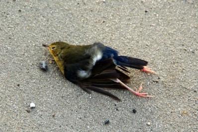 ����� ������� ������ � "����������" �������� ������ ����������